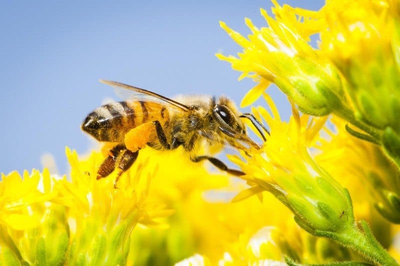 What Will Happen If Bees Go Extinct?