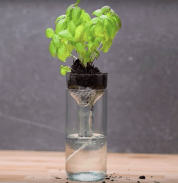 Create a Self-Watering Planter