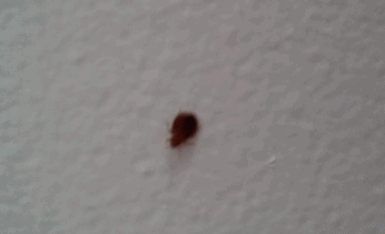 What Are These Tiny Bugs On Wall That Keep Appearing Nonstop