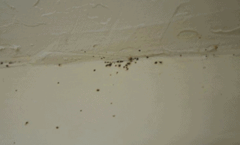 bugs that keep appearing nonstop on wall