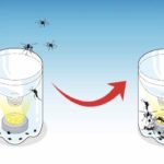 19 Effective & Natural Ways to Get Rid of Mosquitoes at Home