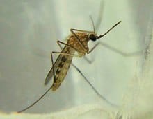 Culex mosquito