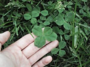 clover leaves