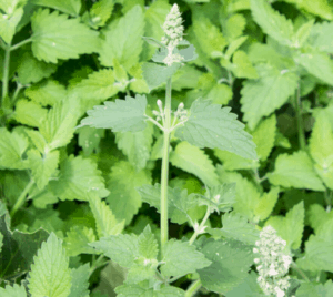 catnip plant