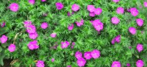 geranium