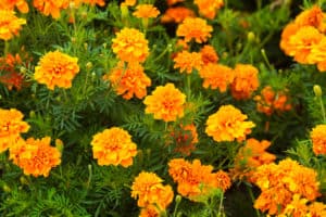 marigold flower