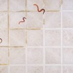 how to get rid of worm in bathroom