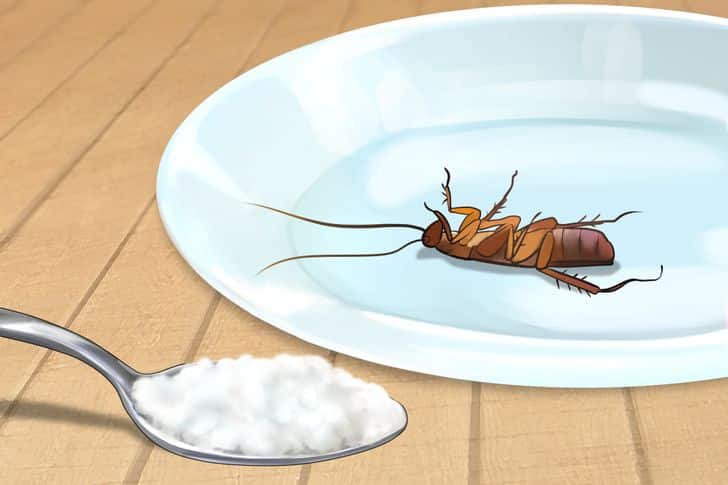 How To Get Rid of Cockroaches with Baking Soda