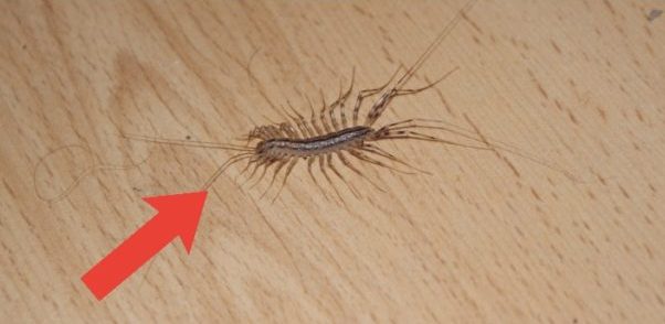 How to Get Centipedes Out of Your House e1621082689617