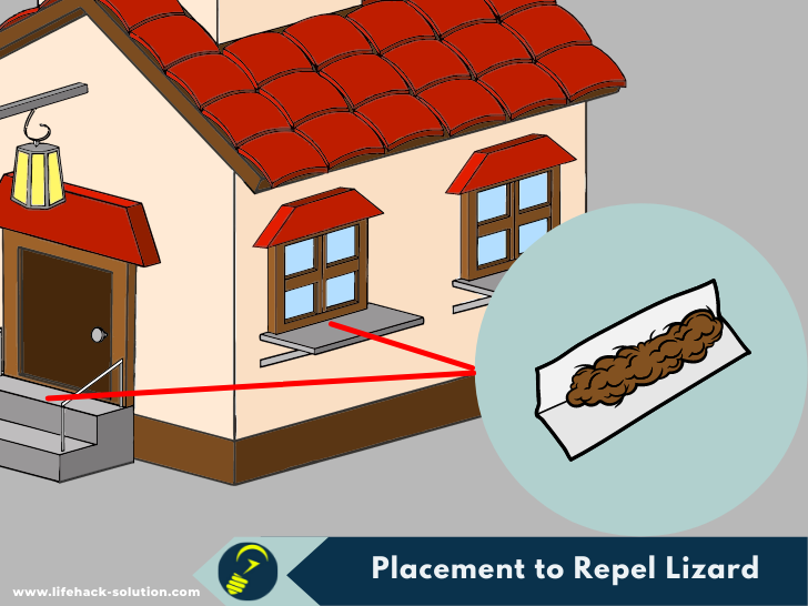 How to Get Rid of Lizard From Home