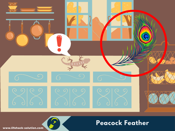 Why does a peacock feather scare away a house lizard