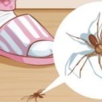 how to rid house of spiders naturally