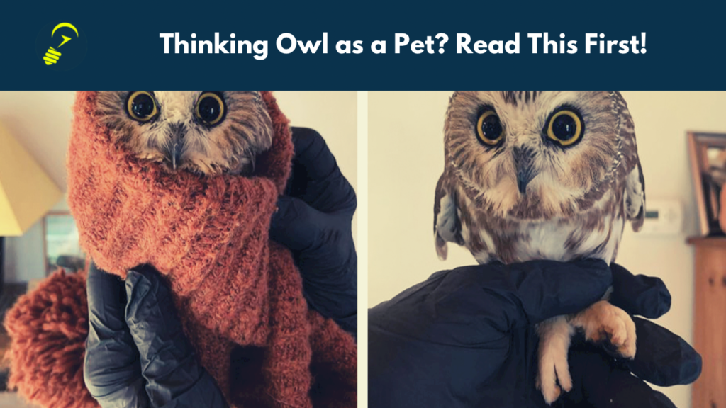 Owl as an Exotic Pet How to Take Care of Owl Life Hack Solution
