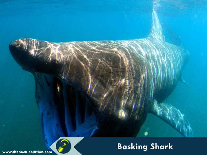 Barking Shark - biggest animal in the ocean