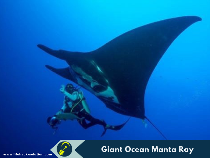Giant Ocean Manta Ray