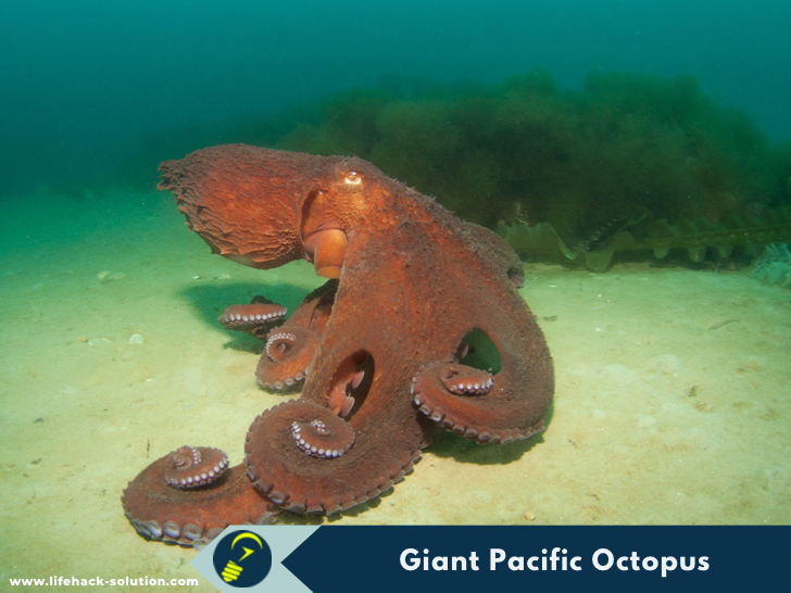 Giant Pacific Octopus