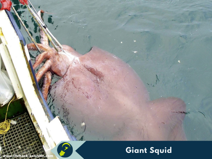 Giant Squid - biggest animal in the ocean