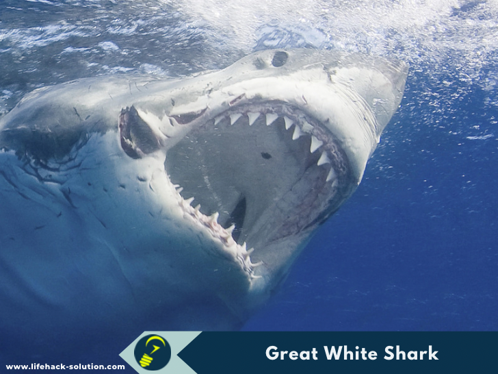 Great White Shark