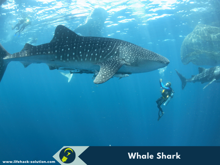 Whale Shark biggest animal in the ocean