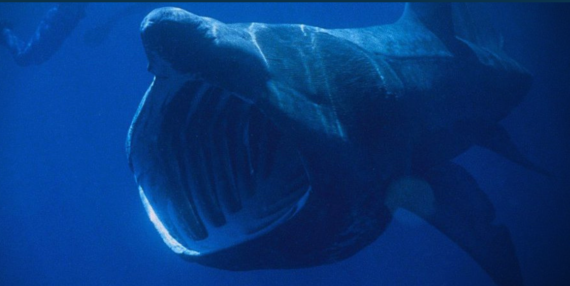 biggest animal in the ocean