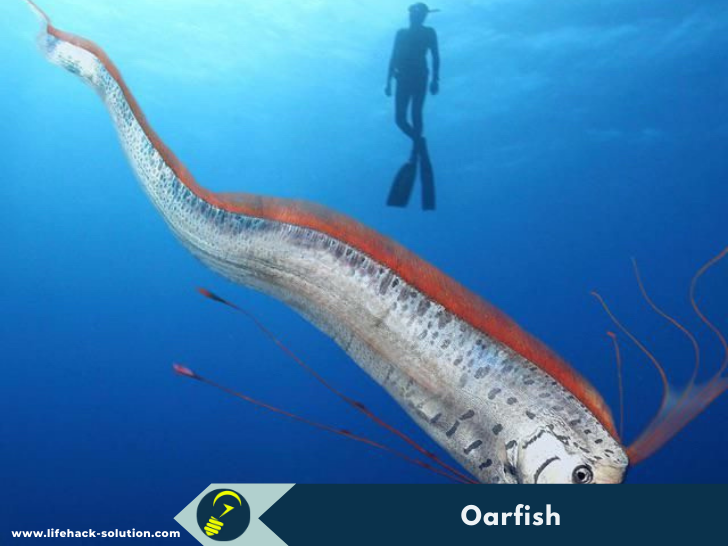 Oarfish