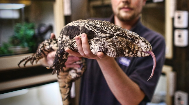 Argentine Black and White Tegu