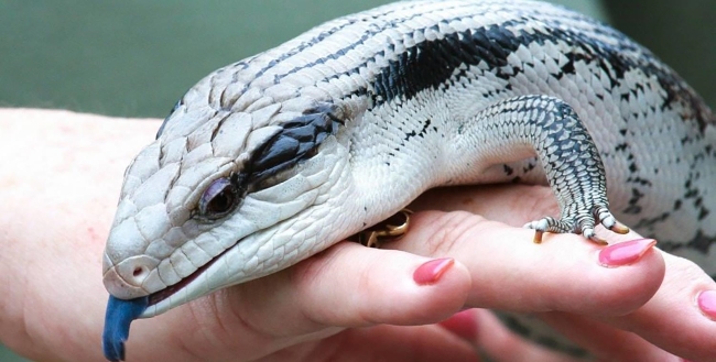 Blue Tongued Skink