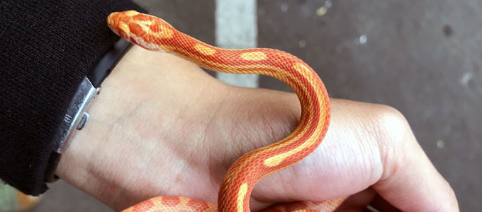 Corn Snake