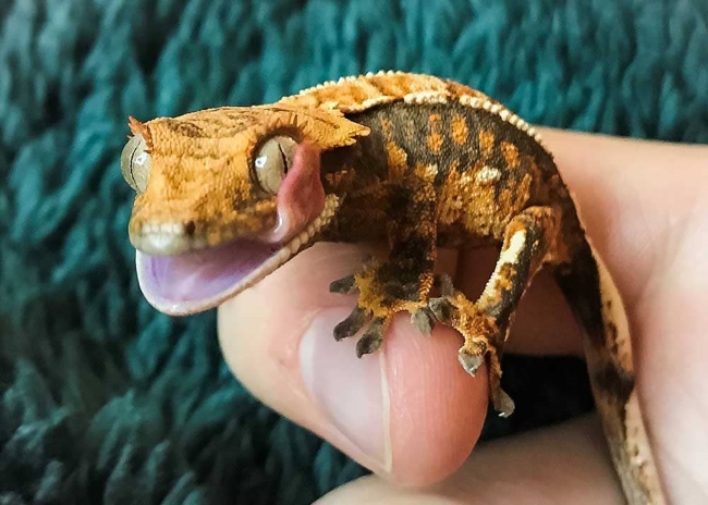 Crested Gecko