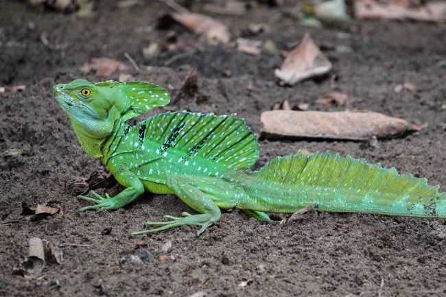 Green Basilisk