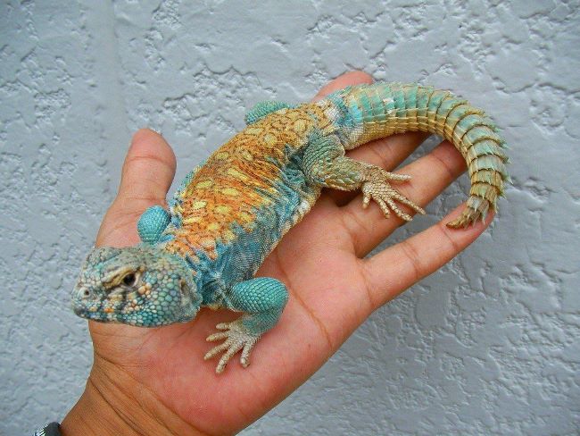 Uromastyx