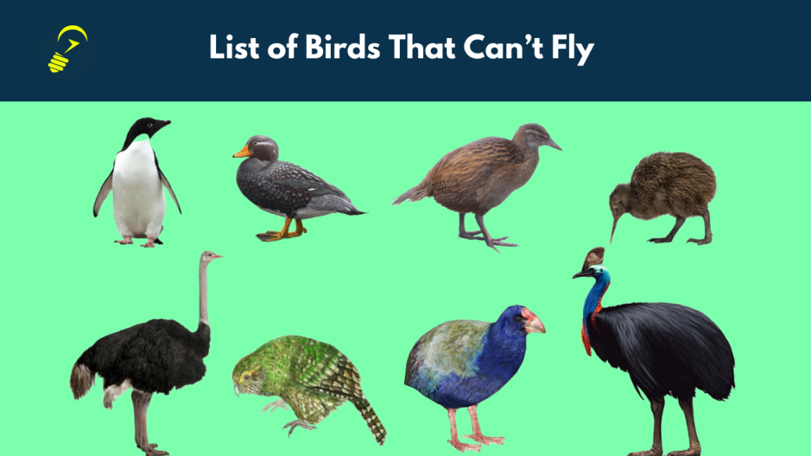 10 Surprising Birds That Cannot Fly Life Hack Solution