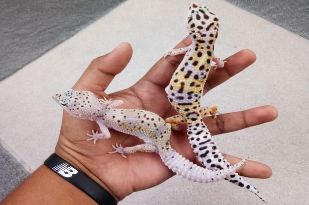 leopart geckos