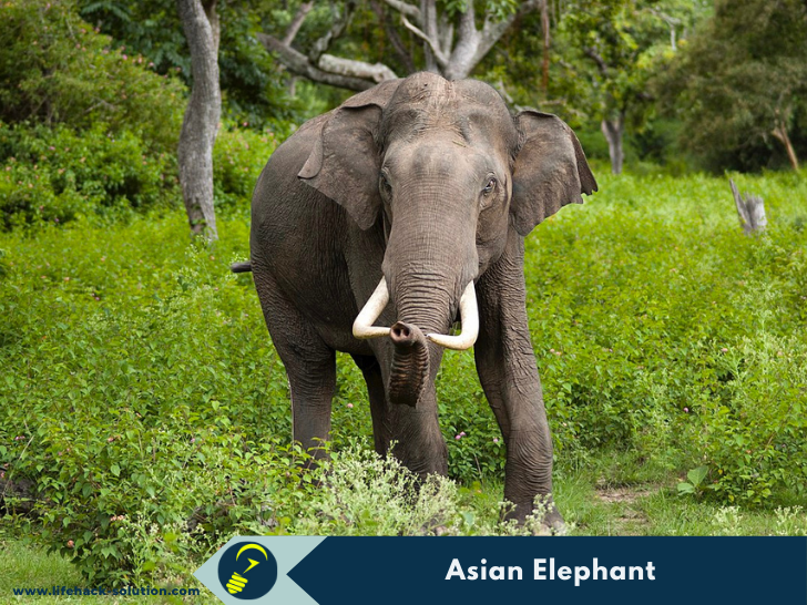 Asian Elephant