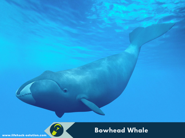 Bowhead Whale