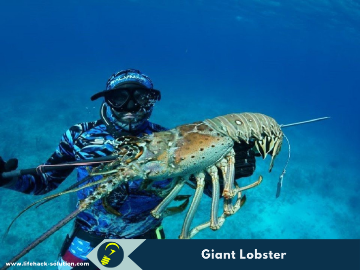 Giant Lobster