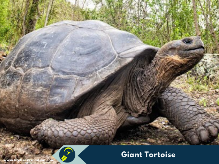 Giant Tortoise