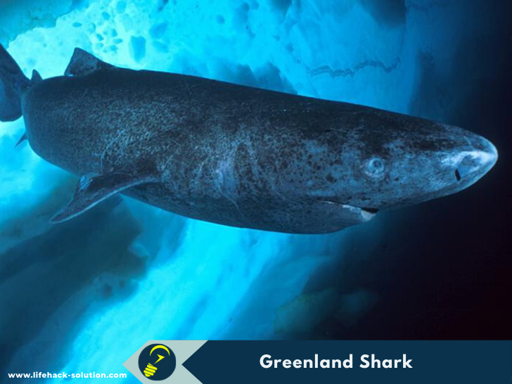 Greenland Shark