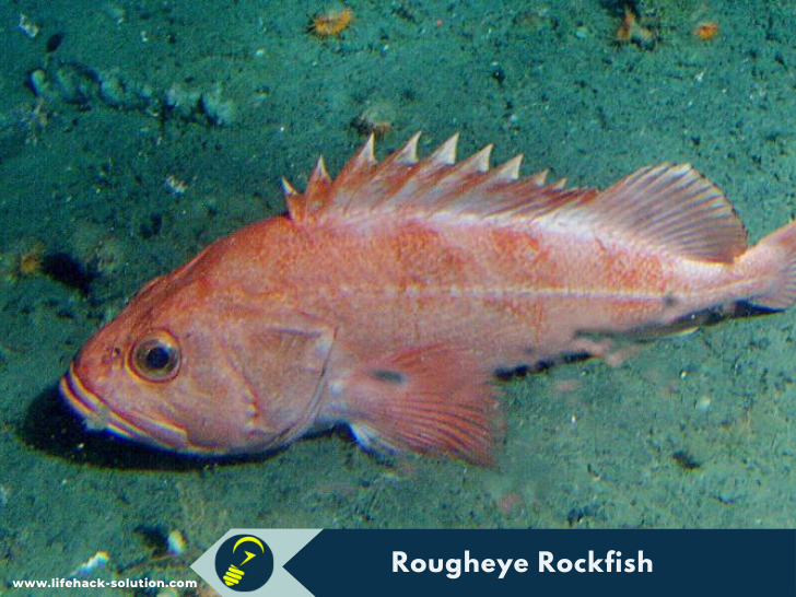 Rougheye Rockfish