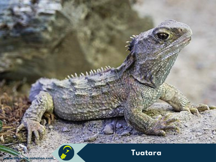 Tuatara