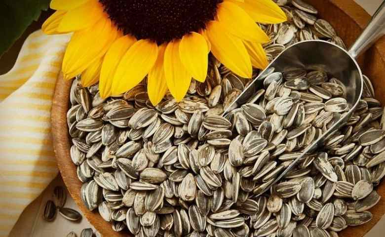 8 Important Tips to Plant Sunflower Seeds at Home - Life Hack Solution