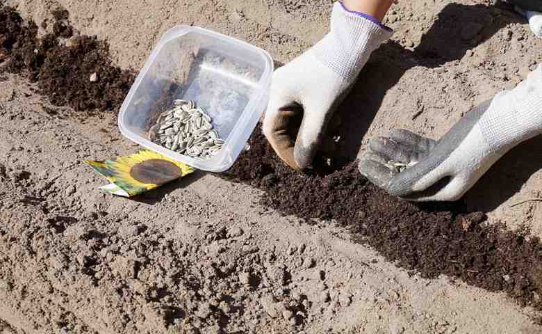 how to plant sunflower seeds