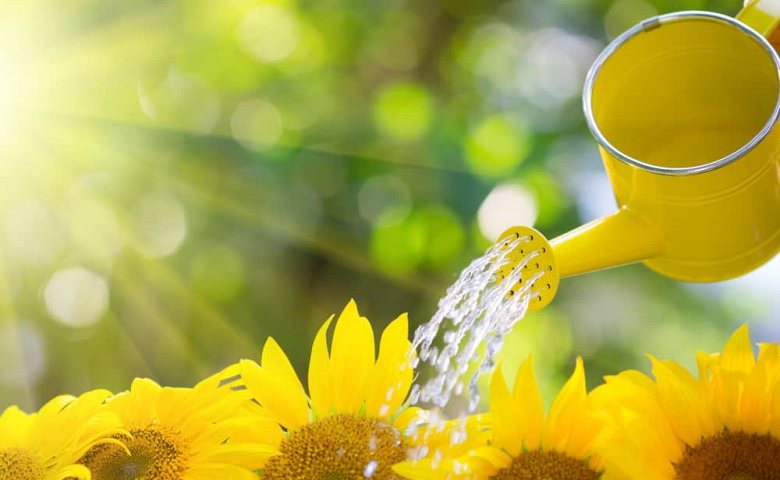 how to plant sunflower seeds