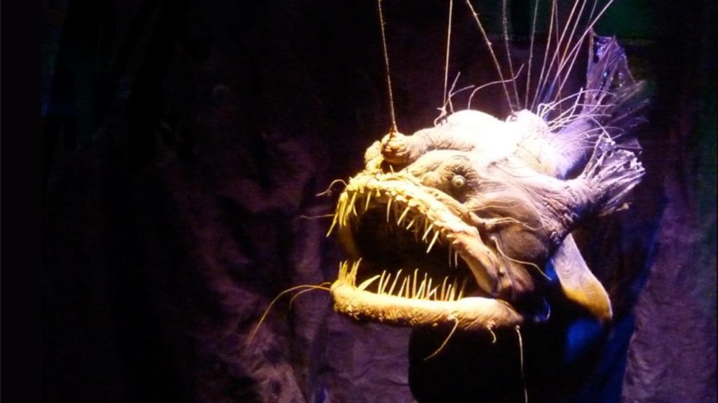 Angler Fish