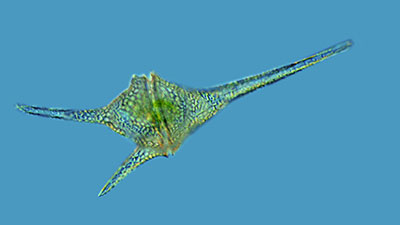 Dinoflagellates