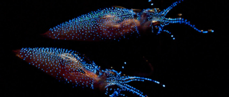 Firefly Squid - What are the animals that can glow