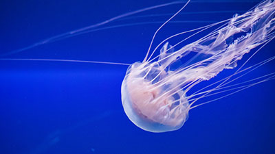 Jellyfish