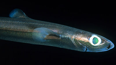 Lantern Shark