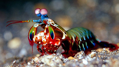 Mantis Shrimp