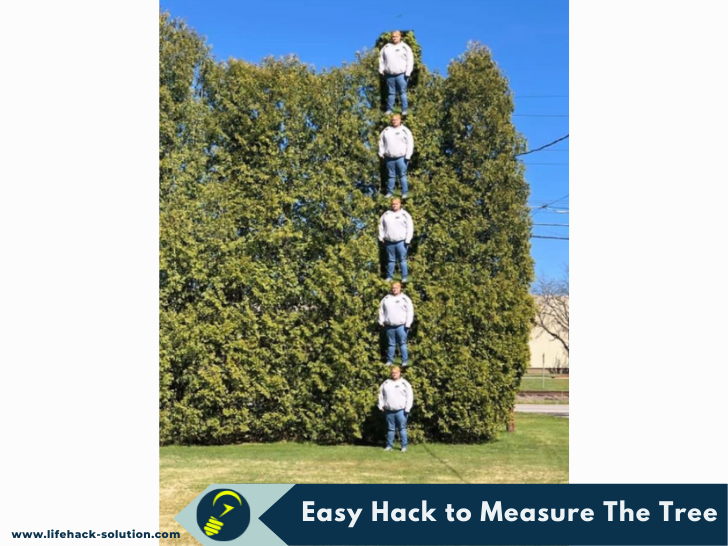 life hack to measure tree